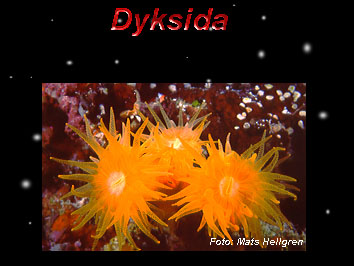 Polyp