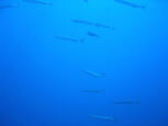 BARRACUDA