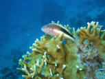 HAWKFISH