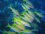 SNAPPERS